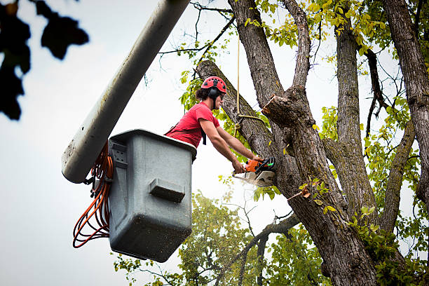 Professional Tree Removal in Carleton, MI